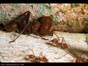 巨大葉切り蟻